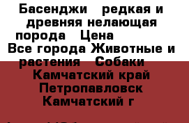 Басенджи - редкая и древняя нелающая порода › Цена ­ 50 000 - Все города Животные и растения » Собаки   . Камчатский край,Петропавловск-Камчатский г.